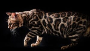 Лучшие сухие итальянские корма для взрослых кошек