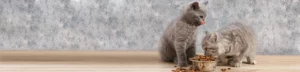 Как выбрать подходящий сухой корм для котёнка?
