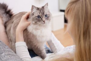 Нужно ли менять рацион кошки в период восстановления?