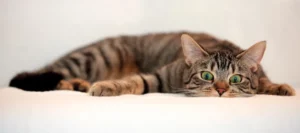 Можно ли смешивать разные корма для кошек?