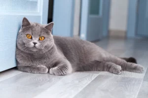 Почему кошки много спят?