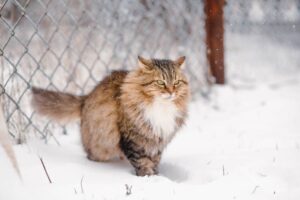 Как часто нужно менять сухой корм для кошек?