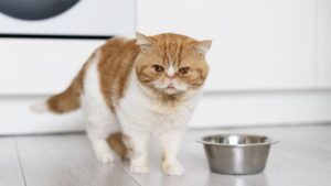 Как часто нужно менять сухой корм для кошек?