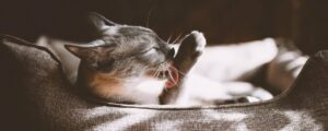 Почему у кота лезет шерсть: основные причины и способы решения проблемы