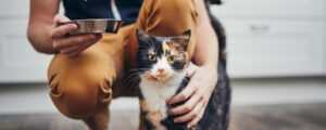 Можно ли смешивать разные корма для кошек?