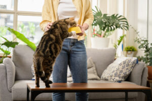 Какую роль играет клетчатка в сухом корме для кошек?