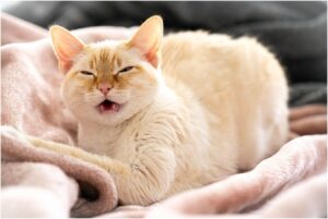 Как быстро приучить кота к когтеточке?