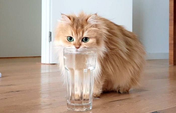 Какую воду давать кошке, если она ест исключительно сухой корм?