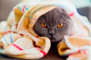 Какие добавки в сухом корме могут быть опасны для кошек?