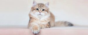 Можно ли давать кошке молоко с сухим кормом?
