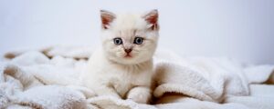 Как выбрать подходящий сухой корм для котёнка?