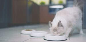 Какую роль играет клетчатка в сухом корме для кошек?